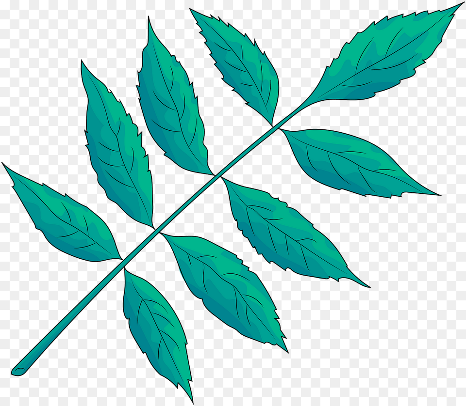 Illustration, Leaf, Plant Free Transparent Png