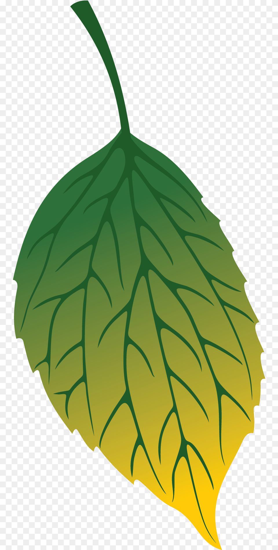 Illustration, Leaf, Plant, Tree, Oak Png Image