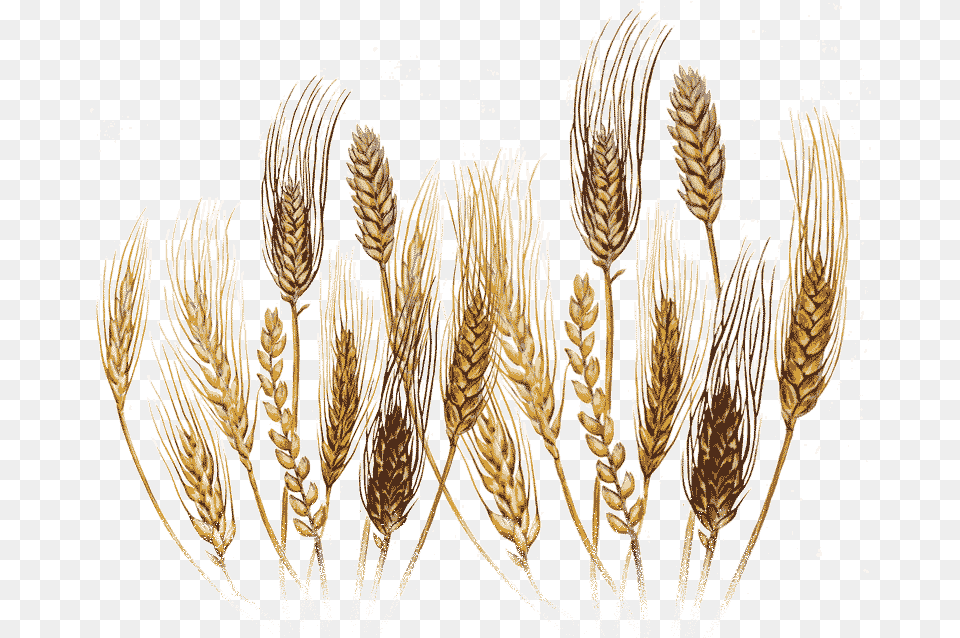 Illustration, Food, Grain, Produce, Wheat Free Transparent Png