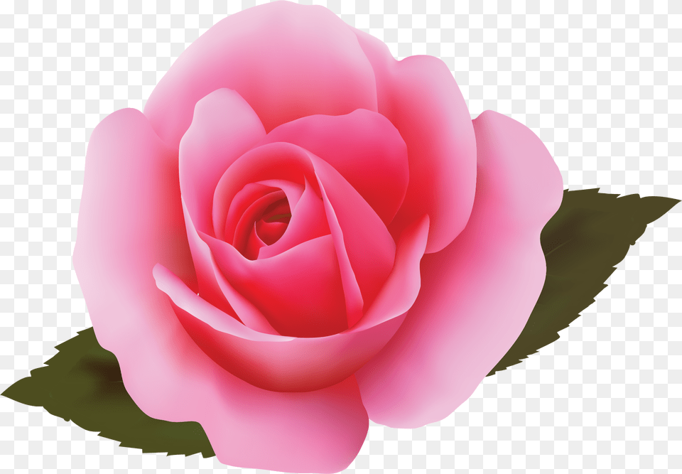 Illustration, Flower, Plant, Rose, Petal Free Transparent Png