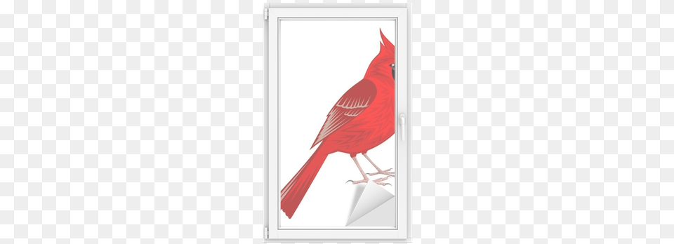 Illustration, Animal, Bird, Cardinal Png Image