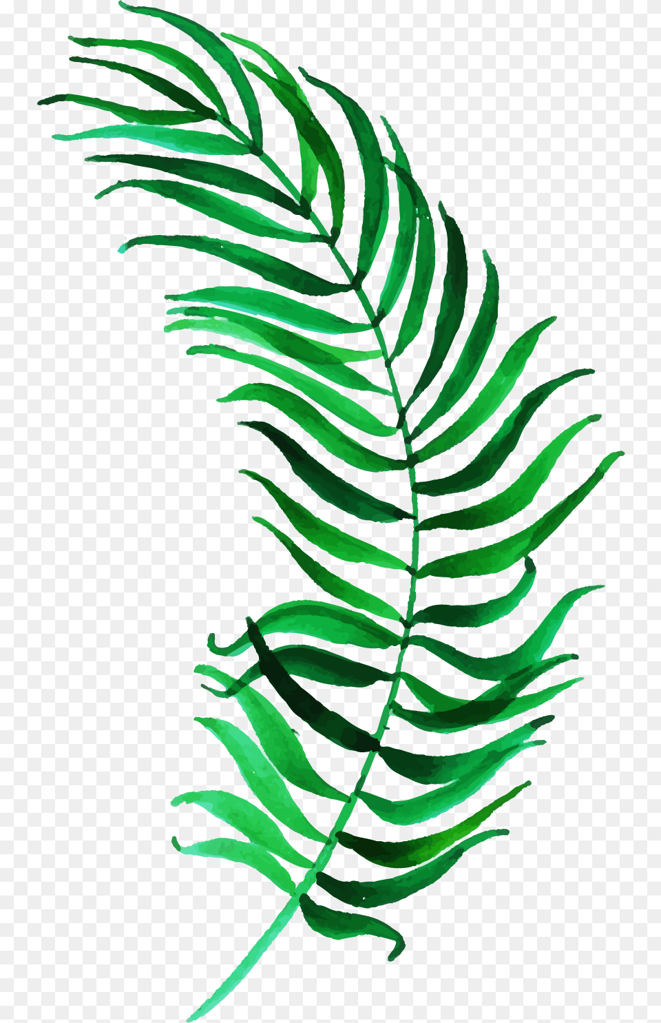 Illustration, Fern, Plant, Leaf Free Png Download