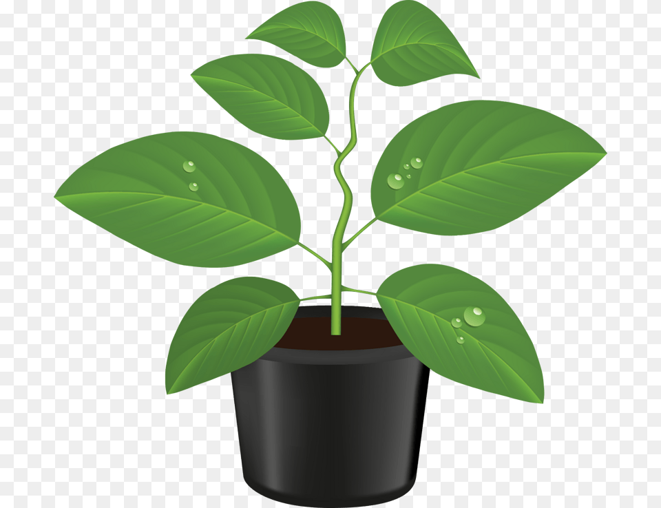 Illustration, Green, Leaf, Plant, Potted Plant Free Png Download