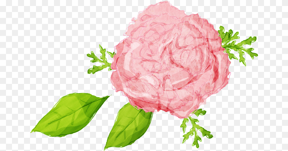 Illustration, Carnation, Flower, Petal, Plant Png