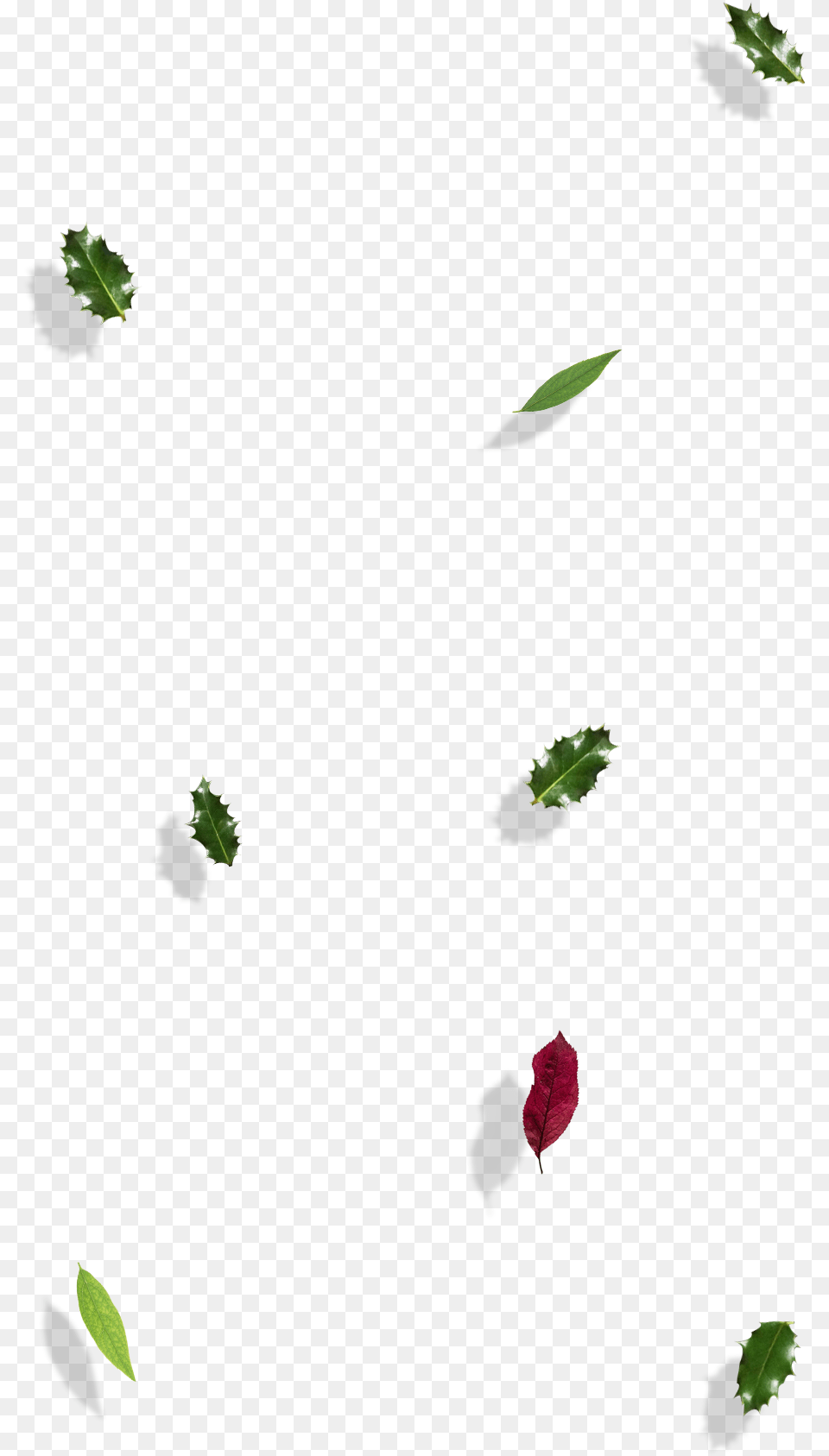 Illustration, Bud, Flower, Leaf, Petal Png Image