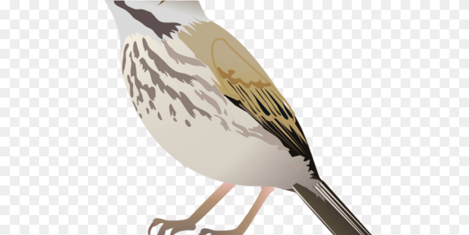 Illustration, Animal, Anthus, Bird, Sparrow Png
