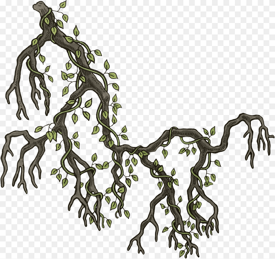 Illustration, Plant, Root Free Png