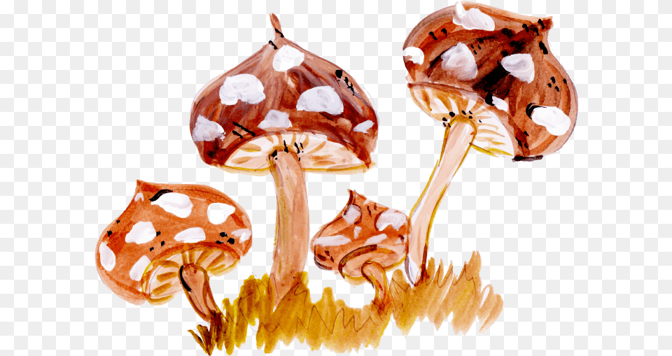 Illustration, Agaric, Fungus, Mushroom, Plant Free Png Download