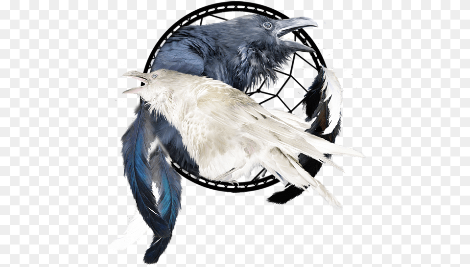 Illustration, Animal, Bird, Crow Free Png Download
