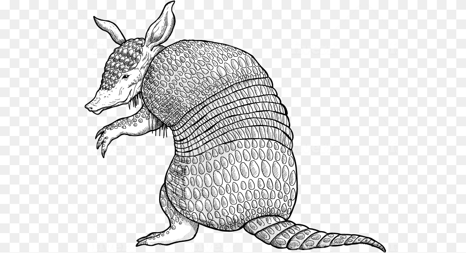 Illustration, Animal, Mammal, Wildlife, Armadillo Png Image