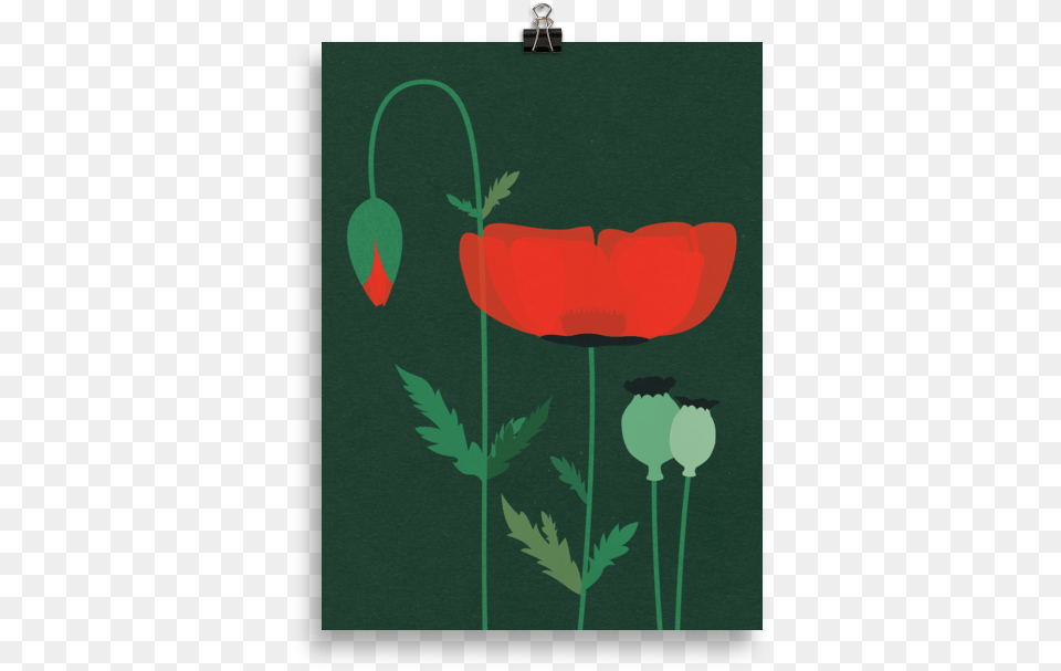 Illustration, Flower, Plant, Poppy Free Transparent Png