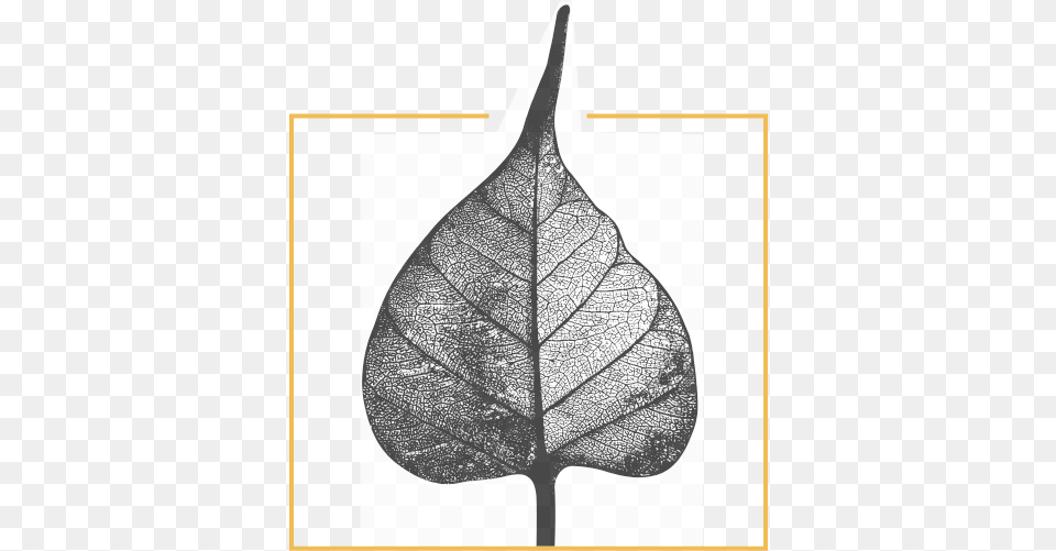 Illustration, Leaf, Plant Png