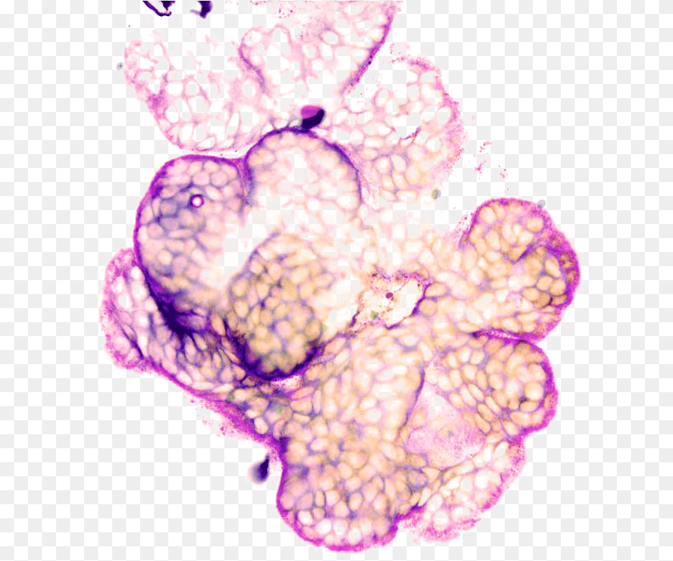 Illustration, Purple Png