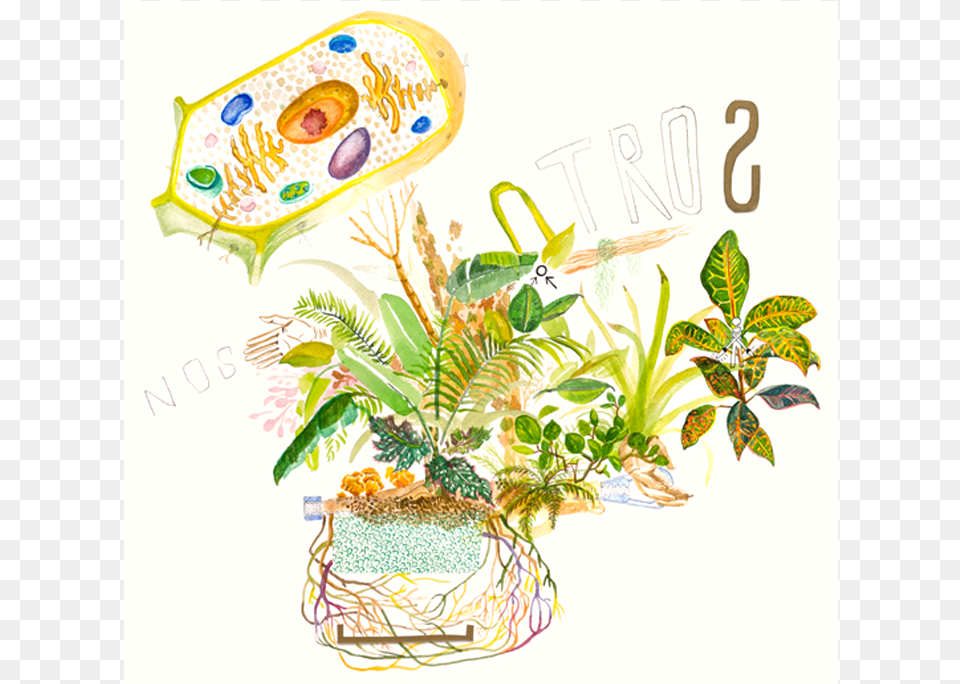 Illustration, Plant, Art, Leaf, Outdoors Free Transparent Png