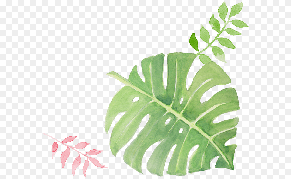 Illustration, Leaf, Plant, Fern, Flower Free Png