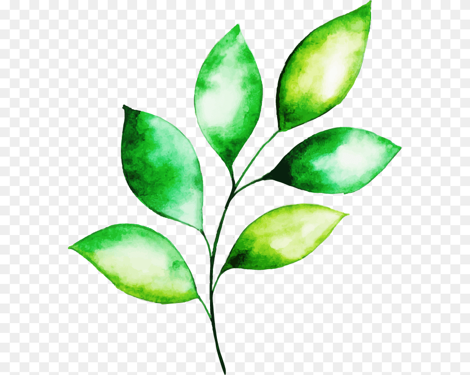 Illustration, Herbal, Herbs, Leaf, Plant Png