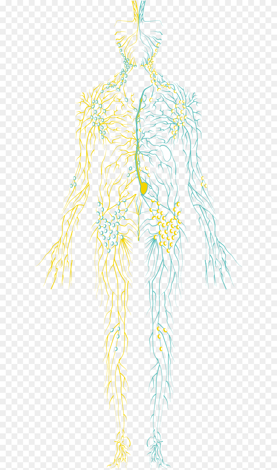 Illustration, Adult, Male, Man, Person Free Transparent Png