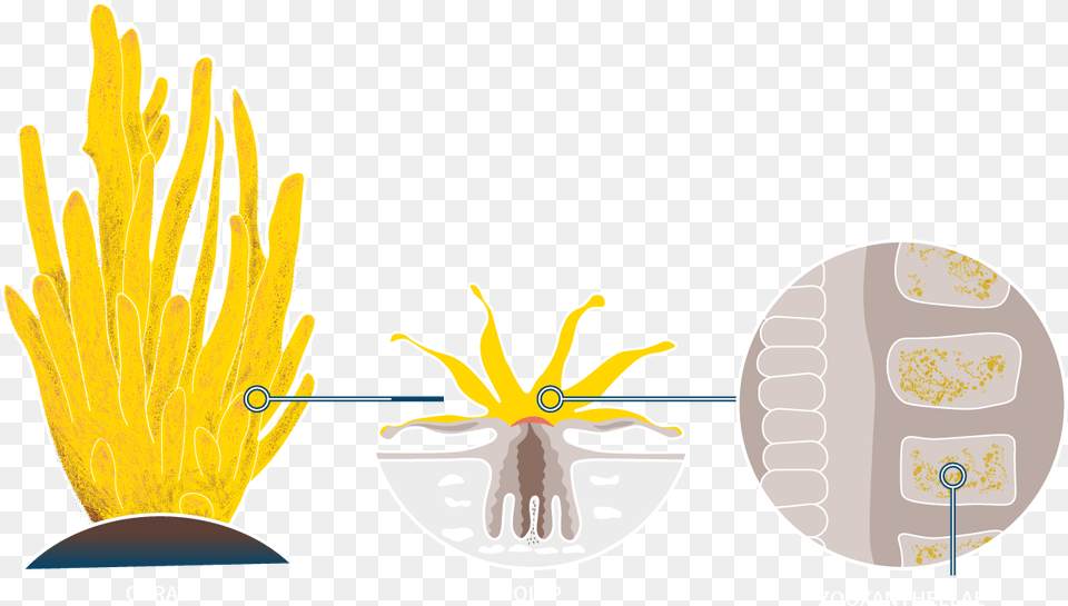 Illustration, Plant, Anther, Flower, Pollen Png Image