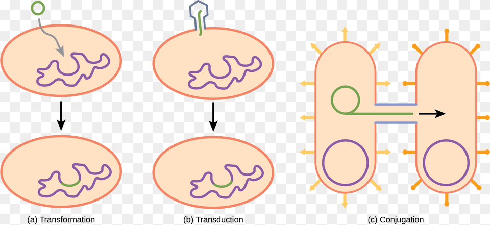 Illustration A Shows A Small Circular Piece Of Dna Transformation In Prokaryotic Bacteria Free Transparent Png