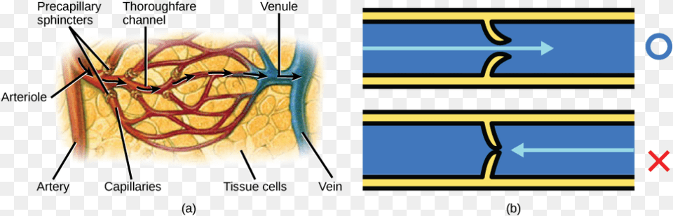 Illustration A Shows An Artery Branching Off Into An Blood Flow To Tissues, Head, Person, Face Png