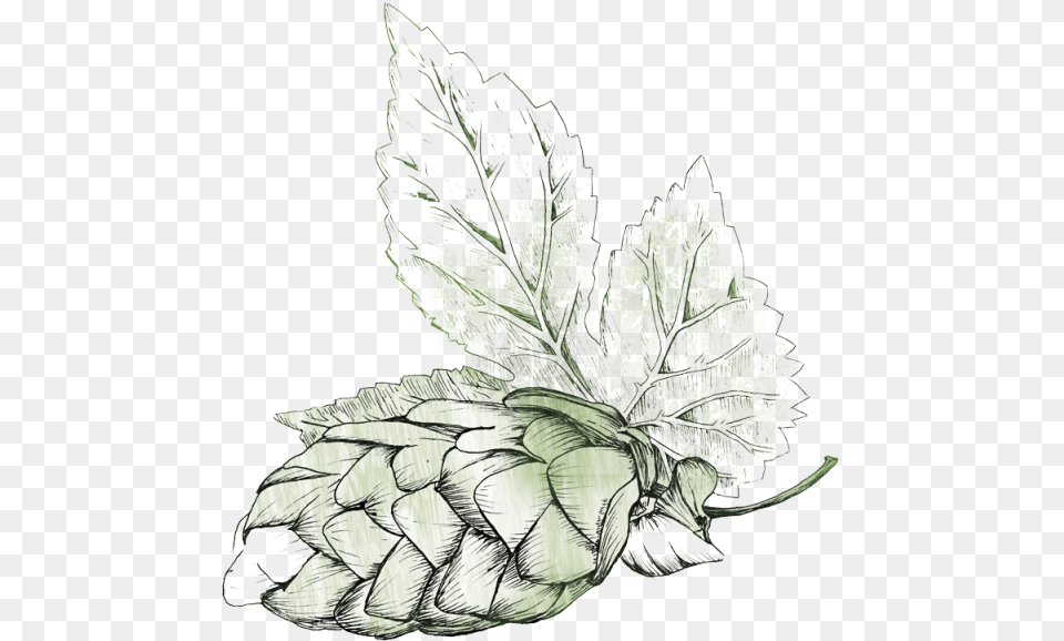 Illustration Beer Hops, Art, Leaf, Plant, Drawing Png Image