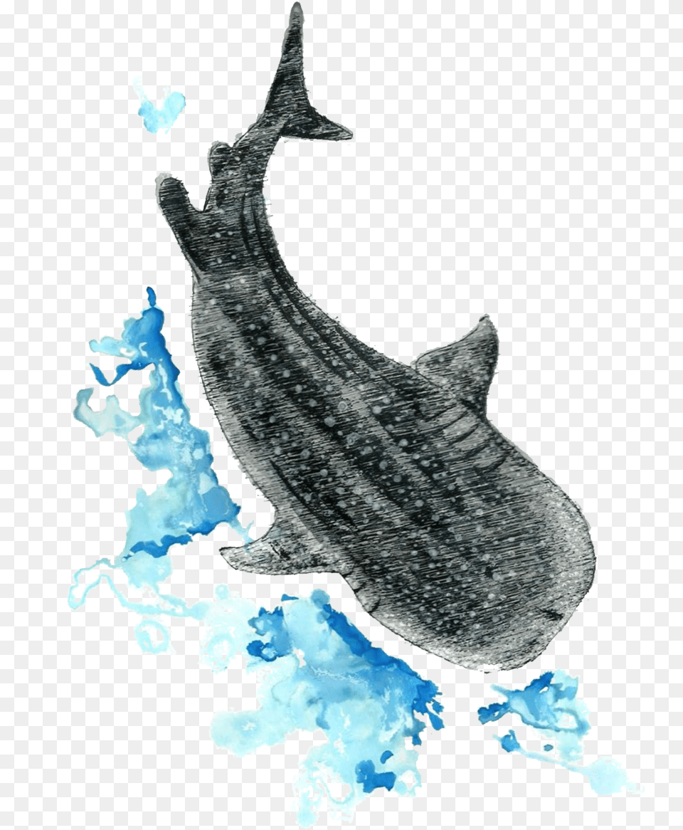 Illustration By Angelo Esperanzate, Animal, Sea Life, Fish, Mammal Free Transparent Png
