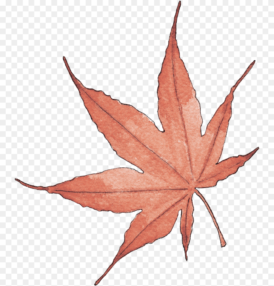 Illustration By Helen Krayenhoff, Leaf, Plant, Tree, Maple Leaf Png