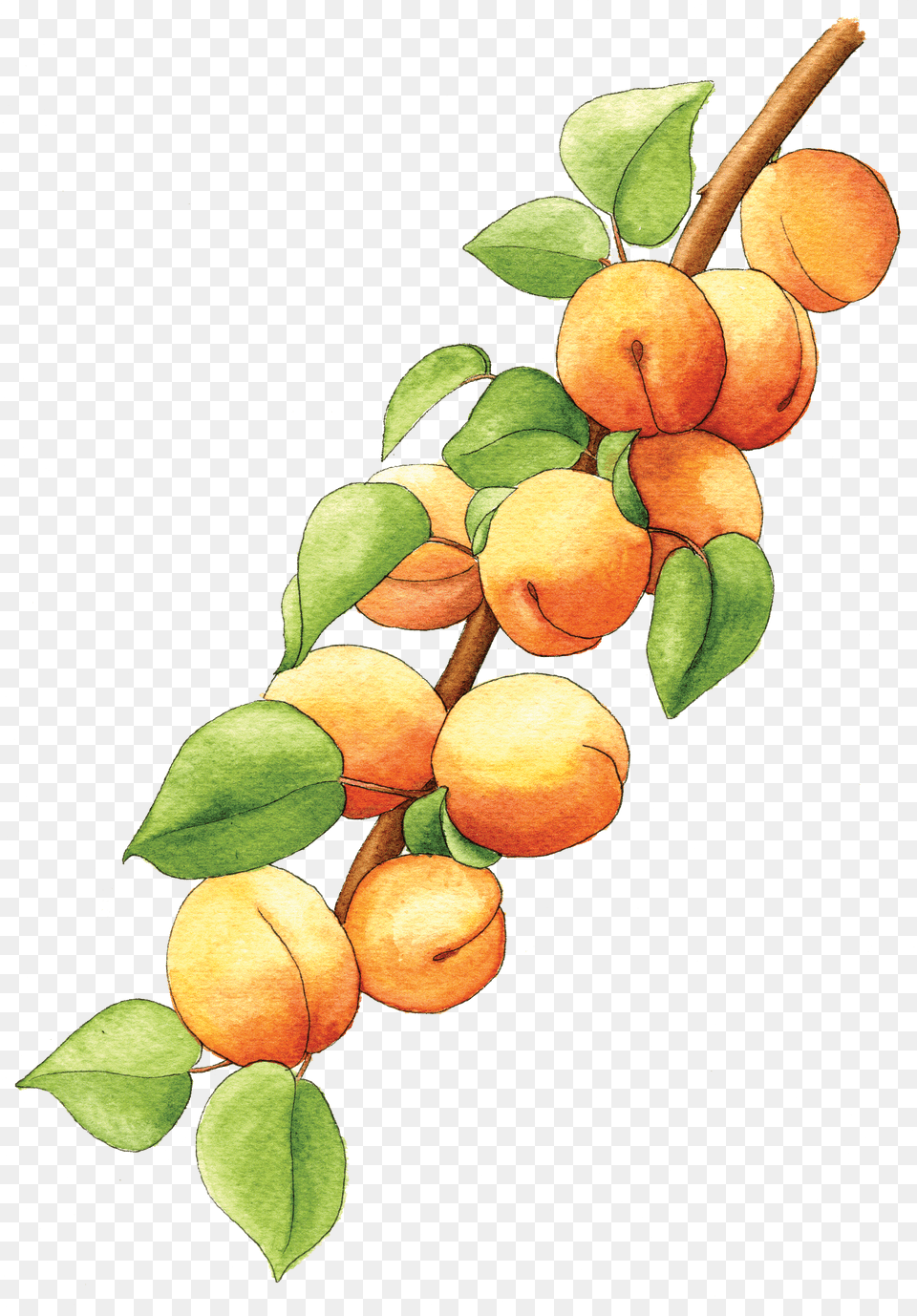 Illustration By Helen Krayenhoff Apricot Branch, Food, Fruit, Plant, Produce Free Png