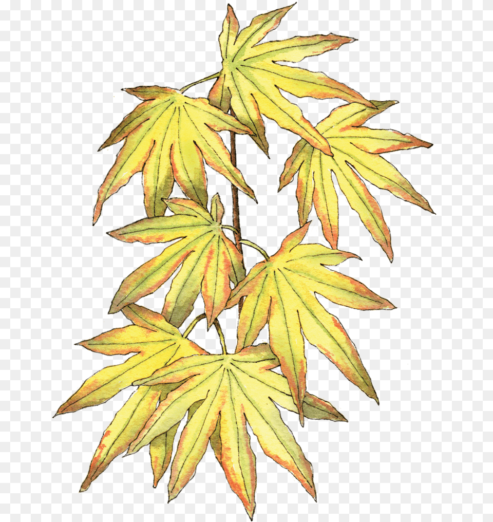 Illustration By Helen Krayenhoff Black Maple, Leaf, Plant, Tree Png Image