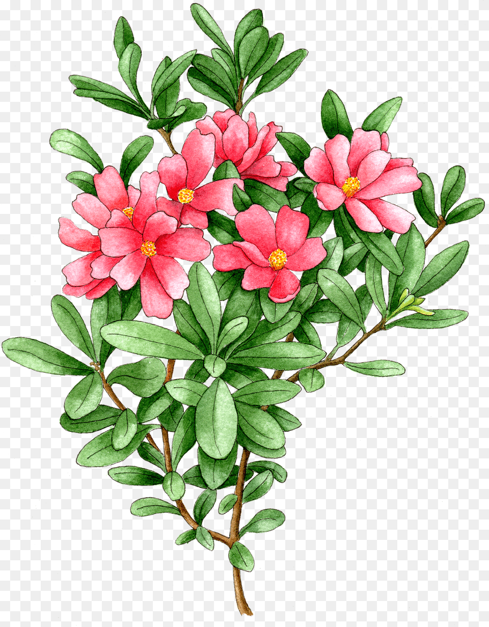 Illustration By Helen Krayenhoff Desert Rose Free Png