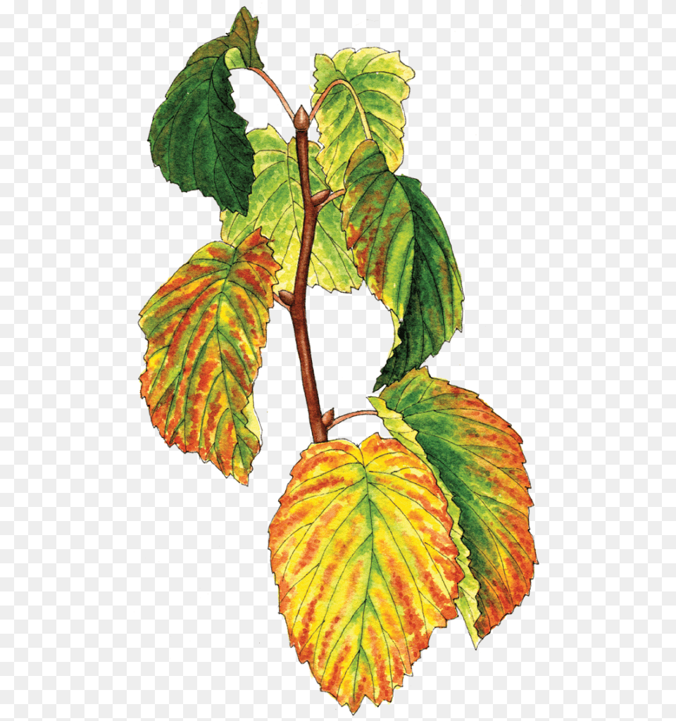 Illustration By Helen Krayenhoff Slippery Elm, Leaf, Plant, Tree, Grass Png Image