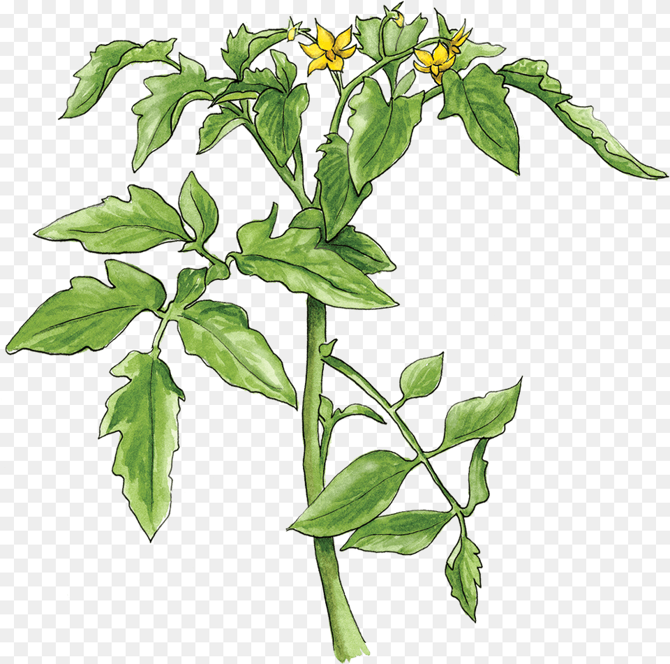 Illustration By Helen Krayenhoff Tomato Plant Transparent, Acanthaceae, Flower, Leaf, Daisy Free Png