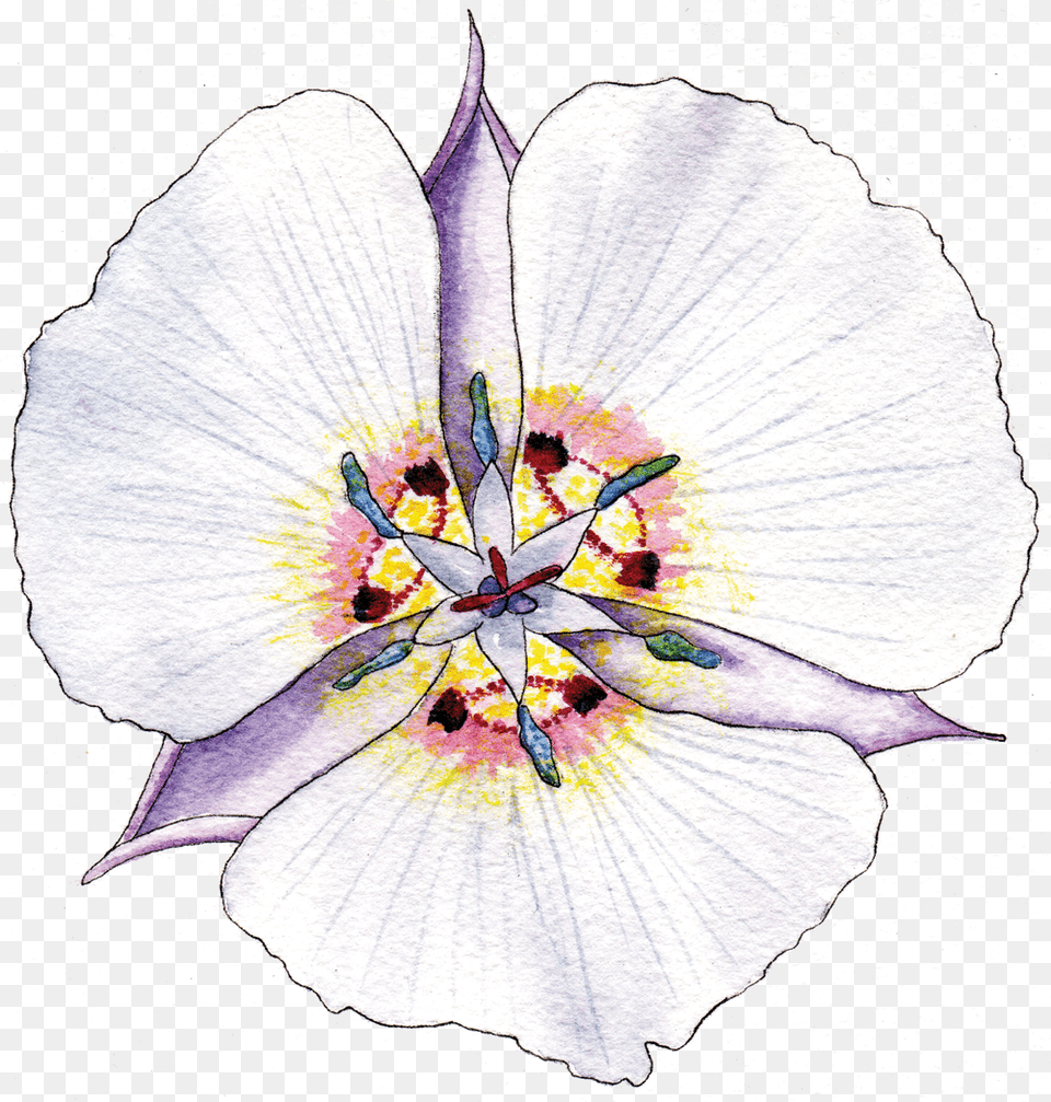 Illustration By Helen Krayenhoff Tulipa Humilis, Flower, Plant, Anther, Adult Png