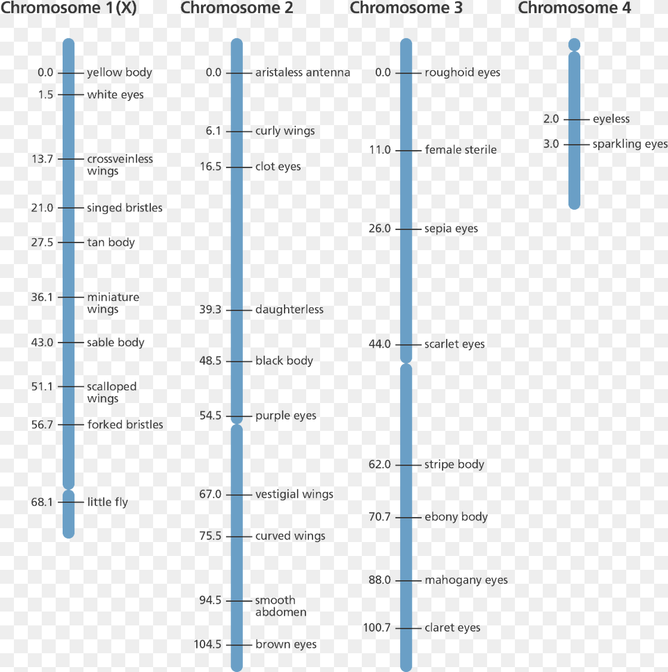 Illustration Gene Mapping, Chart, Plot Free Png Download