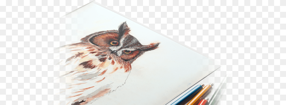 Illustration Graphic Design, Art, Drawing, Animal, Bird Png