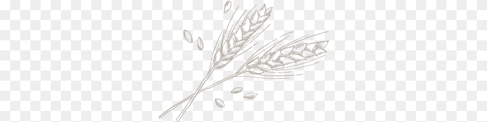 Illustration Illustration Illustration, Food, Grain, Produce, Wheat Png Image