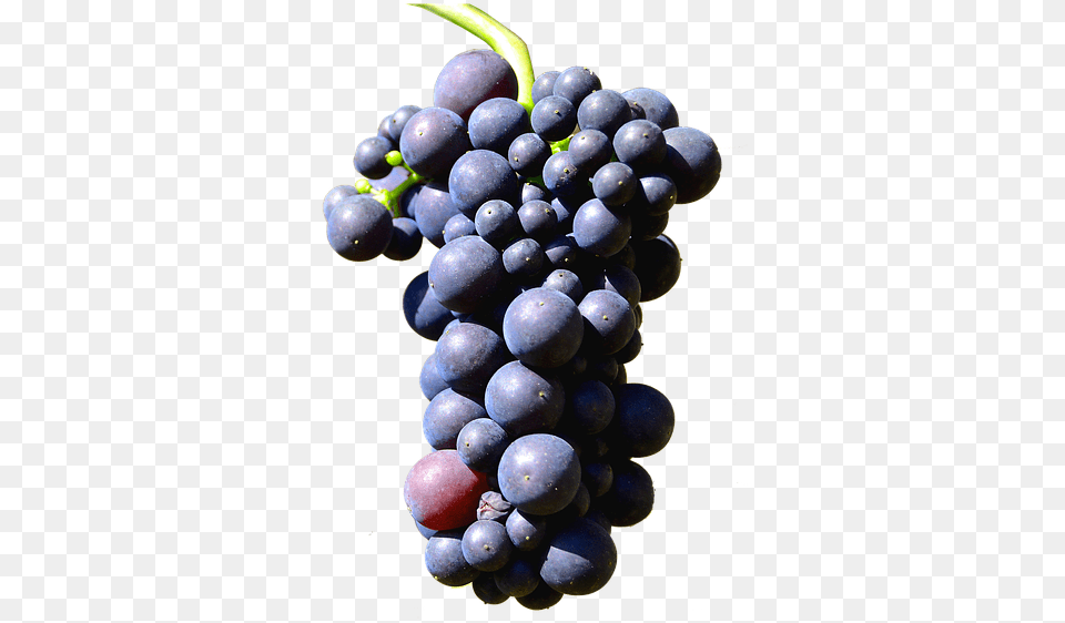 Illustration Isolated Grapes Henkel Grape Grapes Isolated, Food, Fruit, Plant, Produce Free Png Download