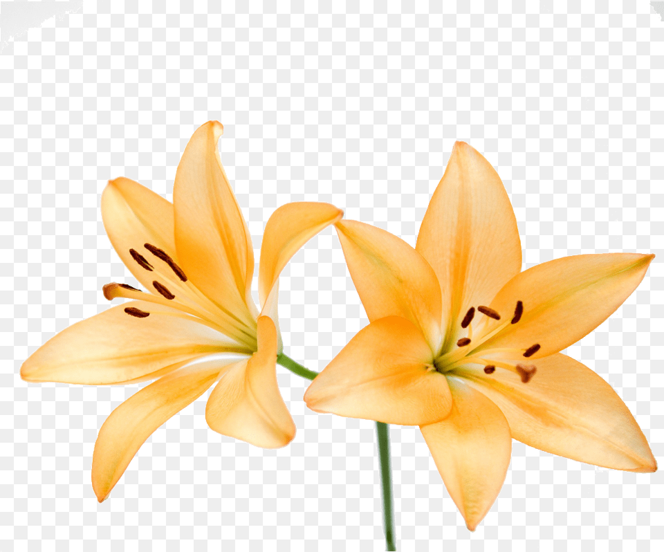 Illustration Lily Flower Lily, Anther, Plant Png Image