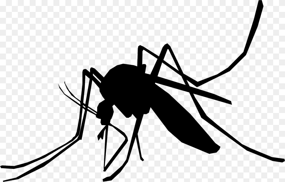 Illustration Mosquito Schnake Sting Insect Mosquito Illustration, Gray Png