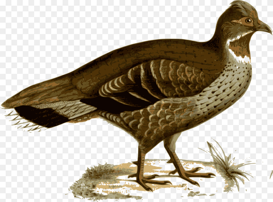 Illustration Of A Bird Verreaux39s Monal Partridge, Animal Png