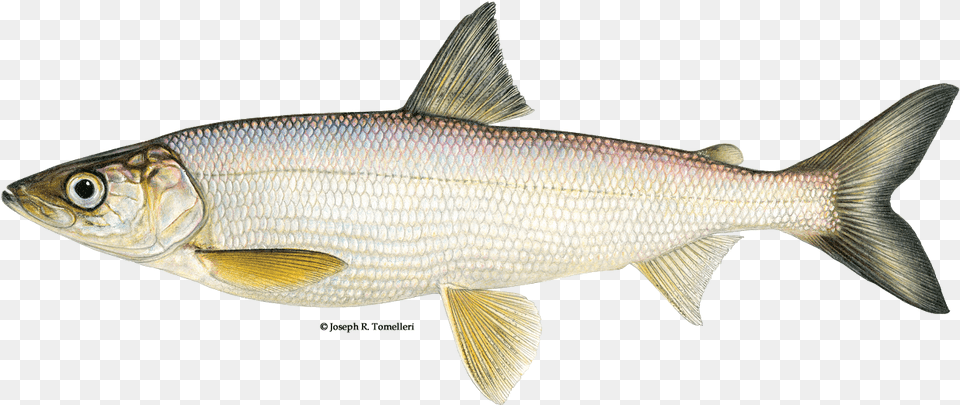 Illustration Of A Bloater Fish Crescent Pond, Animal, Food, Mullet Fish, Sea Life Free Transparent Png