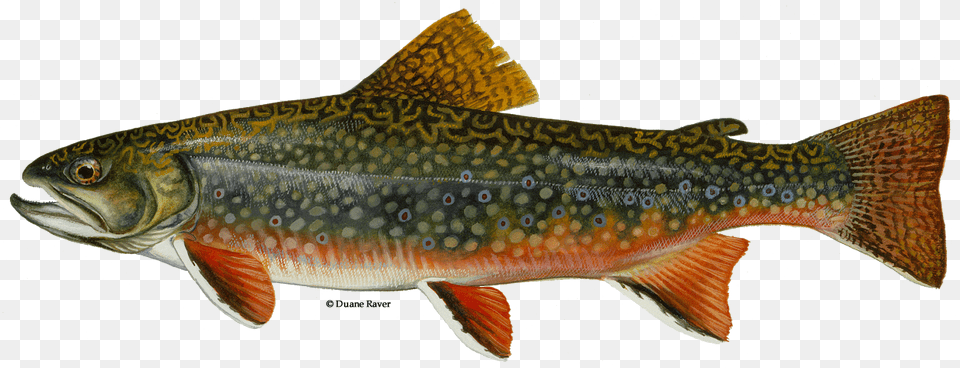 Illustration Of A Brook Trout New Jersey State Fish, Animal, Sea Life Free Transparent Png