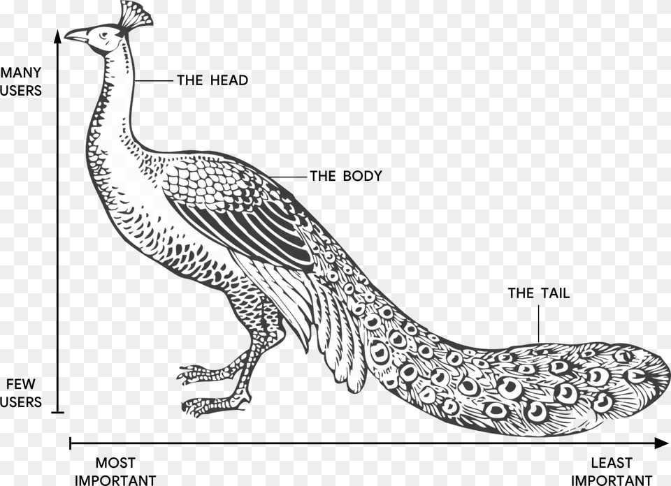 Illustration Of A Peacock With The Head The Body, Animal, Bird Free Transparent Png