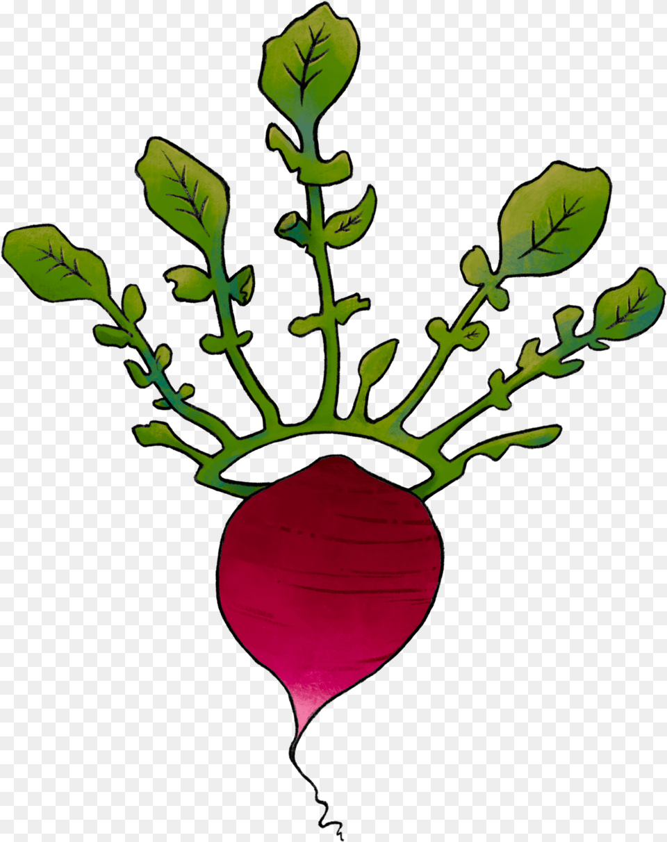 Illustration Of A Radish With A Leaf Crown Illustration, Plant, Food, Produce, Vegetable Png Image