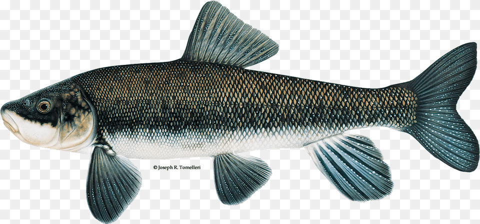 Illustration Of A Shortnose Sucker Short Nosed Sucker Klamath, Animal, Fish, Sea Life, Carp Png