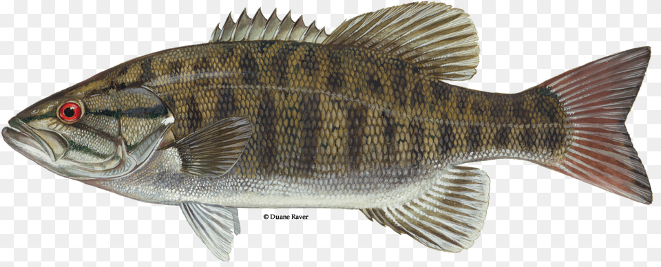 Illustration Of A Smallmouth Bass Smallmouth Bass Fish, Animal, Sea Life, Perch Free Transparent Png