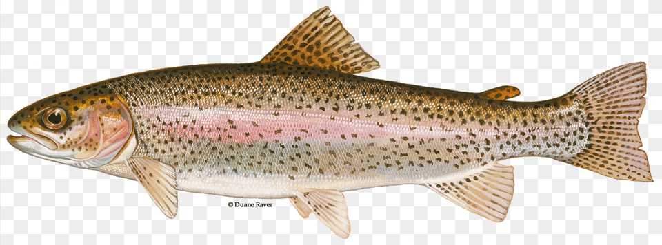 Illustration Of A Steelhead Trout Rainbow Trout, Animal, Fish, Sea Life Png Image