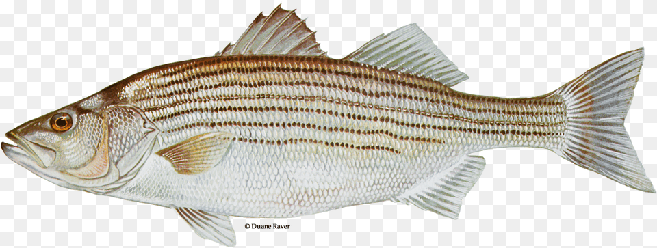 Illustration Of A Striped Bass Striped Fish, Animal, Sea Life Free Png Download