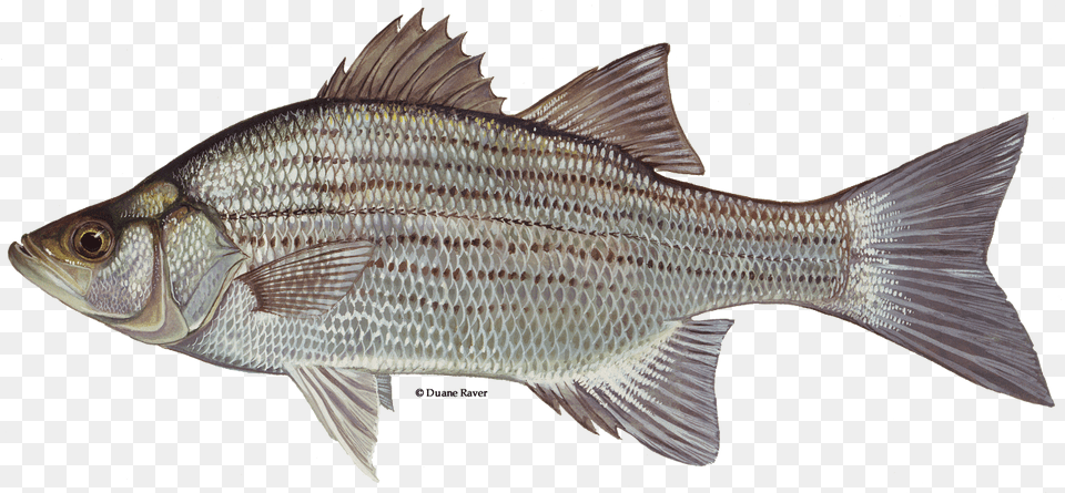 Illustration Of A White Bass White Bass, Animal, Fish, Sea Life Free Png Download