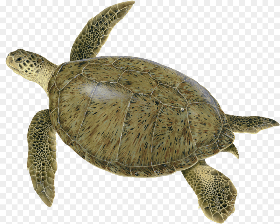 Illustration Of An Adult Green Turtle Green Sea Turtle, Animal, Reptile, Sea Life, Tortoise Png